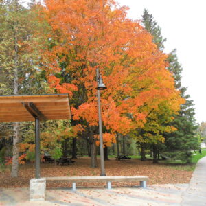 A K806 Satellite sr. fixture accompanied by a Marina style pole on top of a Round Tapered pole.